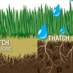 Why and When to Dethatch Your Lawn in Omaha NE