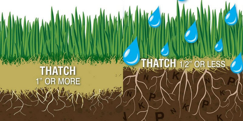 Why and When to Dethatch Your Lawn in Omaha NE